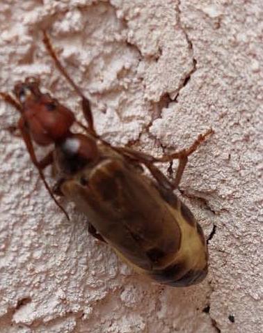 Réf. 303 041 : Vesperus strepens
